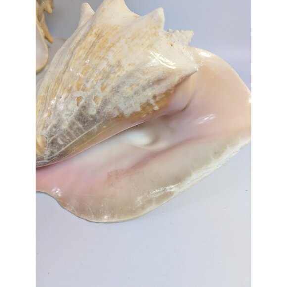 Pair Of Large Pink 9” Horned Queen Conch Shells Natural Beach Seashells - Picture 2 of 12